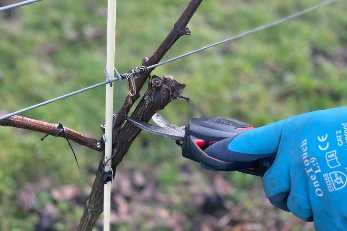 Pruning-3-1200-x-800 Pruning-4.-1200-x-800-1