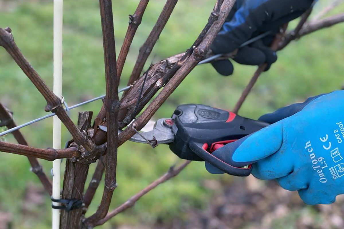 Pruning-4.-1200-x-800-1 Pruning-3-1200-x-800