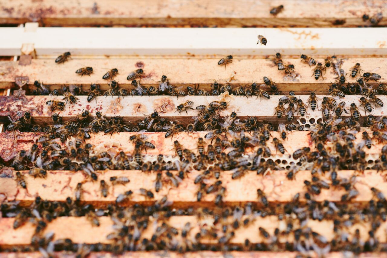 pexels-anete-lusina-5247988-1280x855