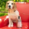 Ashling Park Beagle Juice Rum - Image 2